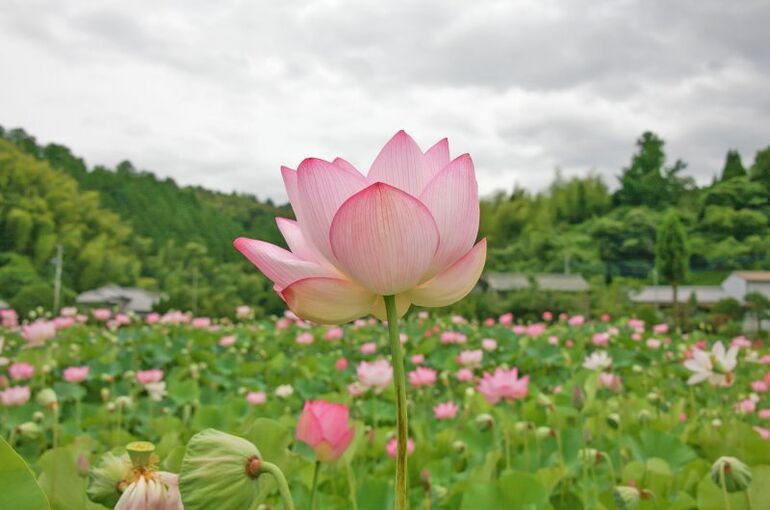 usuki-oita-japan-800x533