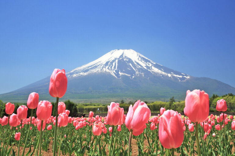 Tulip-Festival-at-Yamanakako-Hananomiyako-Park